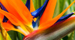 Bird of Paradise 